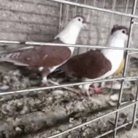 دنا افغانی خوشگل حوون