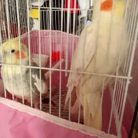 عروس هلندی|پرنده|الوند, |دیوار