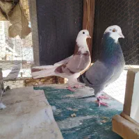 نر و ماده پرشی فروشی