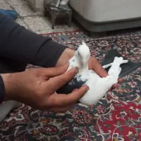 کبوتر|حیوانات|کرمانشاه, |دیوار