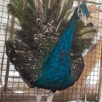 یک عدد طاووس سبز آبی نر ۱ سال ۳ماهه