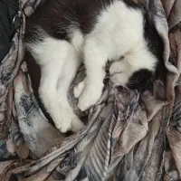 واگذاری گربه اسموکینگ سه ماهه، خانگی و آموزش دیده|گربه|نسیم‌شهر, |دیوار