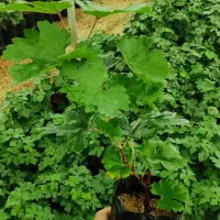 نهال انگور سیاه سردشت،فلیم سیدلس،ترکمن۴،غوره ای