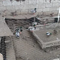 اردک کله سبز