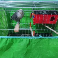 پرنده (طوطی برزیلی)|پرنده|کرمانشاه, |دیوار