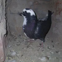 کبوتر عرب|پرنده|ملکان, |دیوار