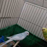 ۱ جفت مرغ عشق با یک مرغ عشق نر با وسایل|پرنده|تهران, شهرک طالقانی|دیوار