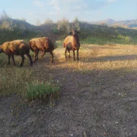گوچ هترو