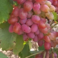 انگور تمیز سالم بدون سم وکود برای خوردن وشیره