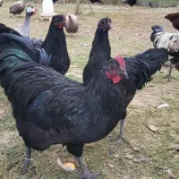 خروس نژاد استرالوپ آلمانی|حیوانات مزرعه|سرخه حصار, |دیوار