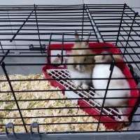 یک جفت بچه خرگوش بامزه با قفس|موش و خرگوش|قم, دروازه ری|دیوار