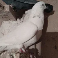 ۴۰۰۰۰۰۰|پرنده|خرم بید, |دیوار