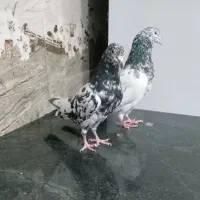 کبوتر پاکستانی تیدی پرشی|پرنده|تهران, آهنگ|دیوار