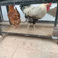 مرغ خروس محلی|حیوانات مزرعه|اسلامشهر, شهرک امام حسین (میان آباد)|دیوار