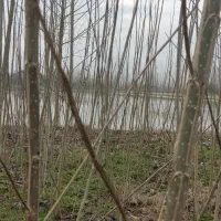 نهال صنوبر اصلاح شد ه  متراژ زمین 1000متر