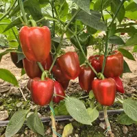 استخدام نگهبان و نیروی کار گلخانه