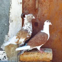 تعدادی کفتر پرشی نر