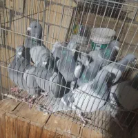 کبوتر پلاکی عربستان و جا اردن|پرنده|اصفهان, خواجو|دیوار