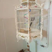 یک عروس خوش صدا و آواز خون|پرنده|میبد, |دیوار