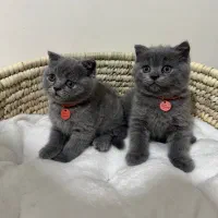 بچه گربه اصیل