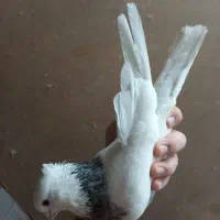 طوقی الماسی نر|حیوانات|همدان, |دیوار