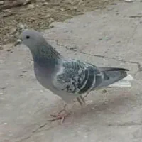 کفتر کبوتر
