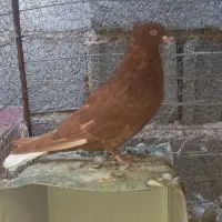 کفتر گلی کبوتر گلی کلایی پالخت|پرنده|بافت, |دیوار