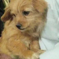 2تا سگ خارجی|سگ|خمین, |دیوار