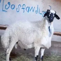 گوسفندزنده تهران شبانه‌روزی