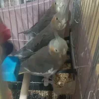 عروس هلندی دو ماهه