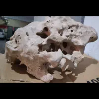 تزیینات آکواریم|ماهی|پاکدشت, پاکدشت (مامازند)|دیوار