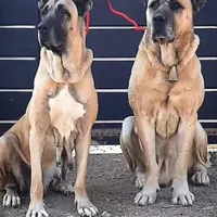 ماده پژدر یا سراب
