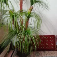 گل مصنوعی و لوازم منزل|گل مصنوعی|قوچان, |دیوار