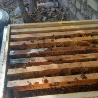 زنبور عسل کردوان|حیوانات مزرعه|اسفرورین, |دیوار
