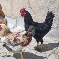۳تا خروس و یک مرغ محلی