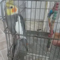 جفت عروس هلندی