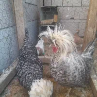 سلام  ۲عدد مرغ و خروس فروشی|حیوانات مزرعه|لنجان, |دیوار