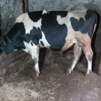 حیوانات مزره