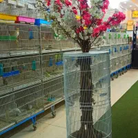 سهره قناری مست