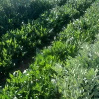 سبزی خورشتی کامل با اسفناج دزفول کیلویی 17000هزار