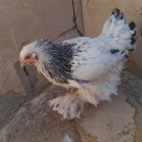 ۱۲۰۰۰۰۰۰|حیوانات مزرعه|گندمان, |دیوار