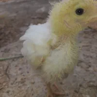 جوجه گوشتی مرغ سه هفته تا چهار هفته