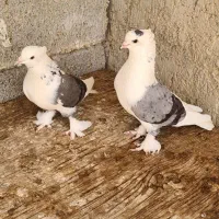 تعدادی بوشهری وپاکستانی