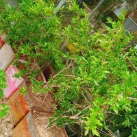 نهال انار ۴ساله