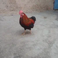 سه تا خروس