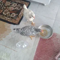 دوعددجوجه دوماهه سالم