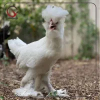 مرغ سلطان|حیوانات مزرعه|خمینی‌شهر, |دیوار