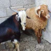 فروش کهره و بره نر