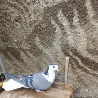 واز بومی|پرنده|اصفهان, کشاورزی|دیوار