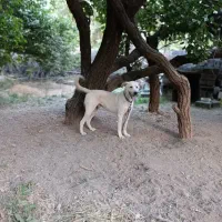 سگ گمشده|سگ|سنندج, |دیوار